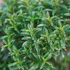 Winter Savory Plants For Sale | Satureja Montana | The Growers ...