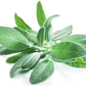 新鮮鼠尾草 (Sage Fresh) 20g